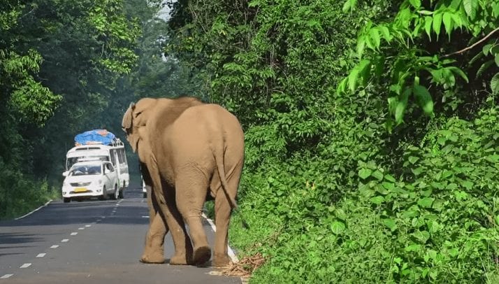 Un elefante para el tráfico de una carretera para que su familia pueda cruzar