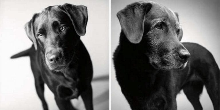 13 emotivas fotografías que demuestran cómo envejecen los perros