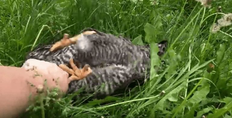 Una gallina te enseña qué hacer si te pillan durmiendo en el trabajo