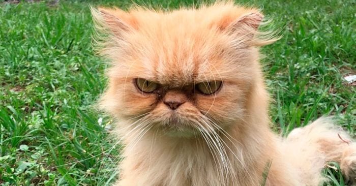 gato enfadado 10