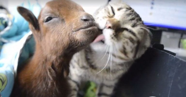 En este refugio de animales tienen el mejor enfermero que puedas imaginar