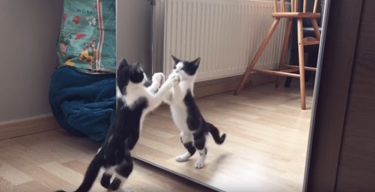 Así es la reacción de un gatito que se ve a sí mismo por primera vez