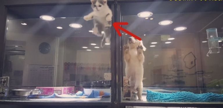 Un gato escapa de su jaula en una tienda de animales y hace algo totalmente inesperado