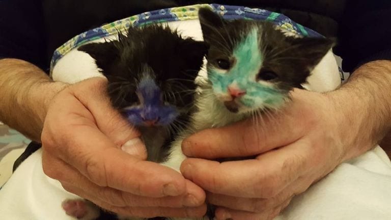 Rescatan a dos gatos en un estado que te subirá los colores de la vergüenza ajena