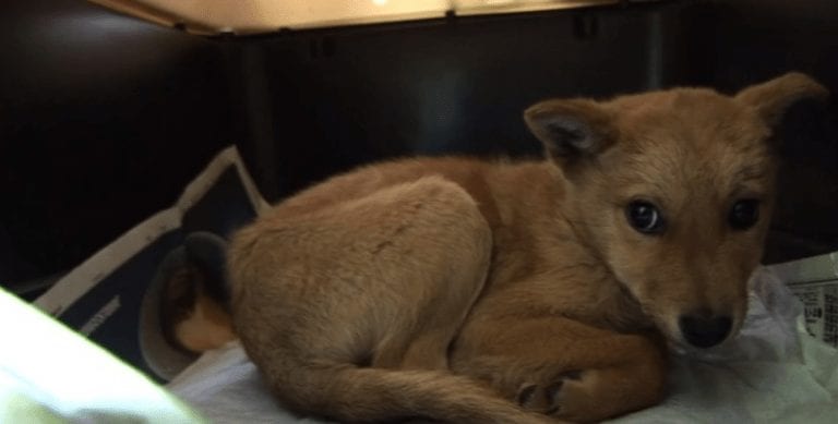 Estuvieron a punto de sacrificarlo y ahora es un héroe que salva vidas humanas en Japón
