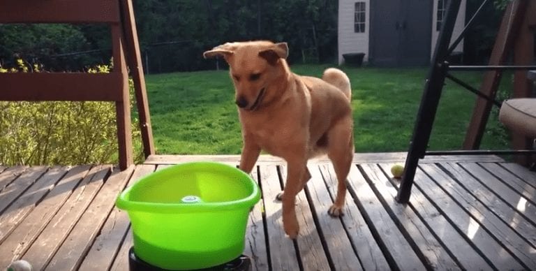 Este invento hará de ti una persona más vaga, pero a tu perro le va a encantar
