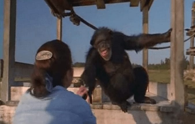 liberacion chimpance8
