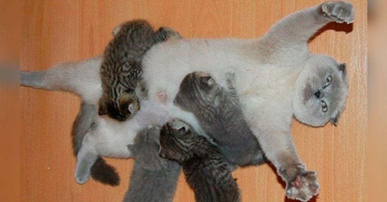 10 imágenes de animales que muestran la otra cara de la maternidad