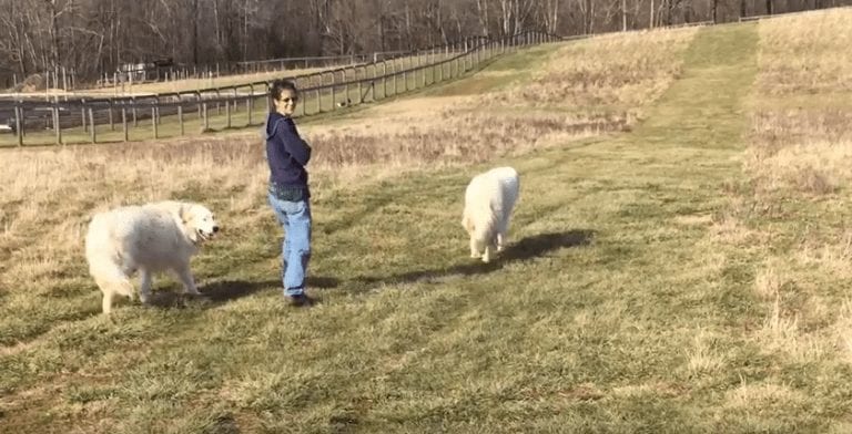 Un paseo de lo más normal acaba en evasión en la granja