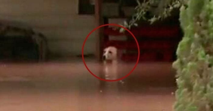 perra rescatada inundacion