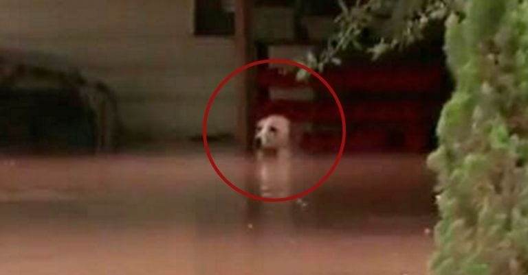 Rescatan a una perrita que habían dejado atada durante unas inundaciones