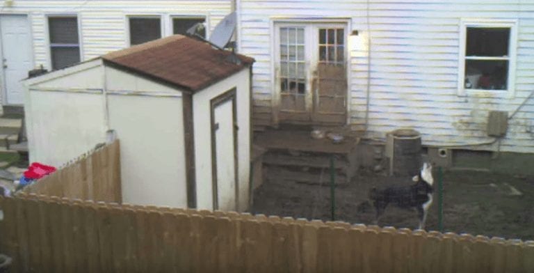 Todo el año abandonado a la intemperie en un patio, este perro tiene algo importante que decirte