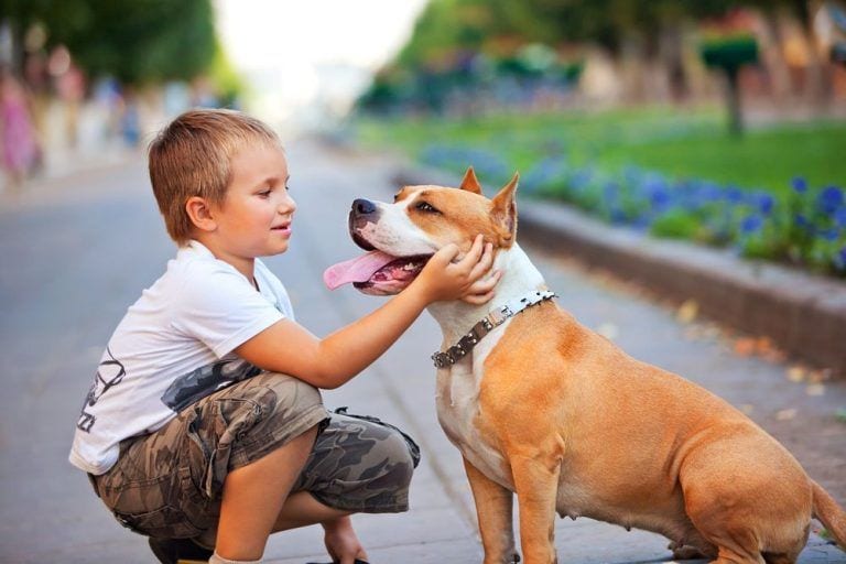 15 cosas que debes saber antes de adoptar un perro