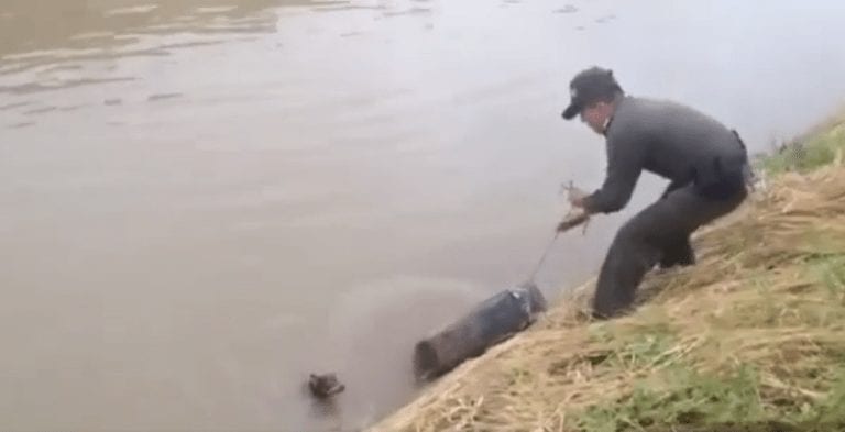 No creerás dónde se escondía la solución para salvar a este perro