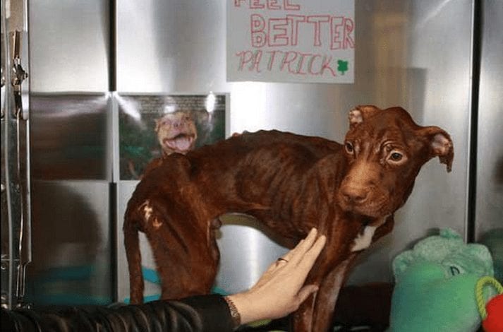 Dejaron de alimentarlo y lo tiraron a la basura. Su caso acabó endureciendo la ley de protección animal