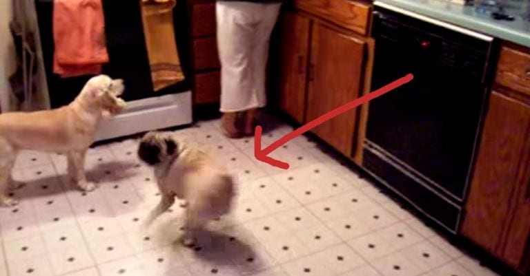 Prepárate para reír al ver lo que hace este perro cuando se enciende la batidora