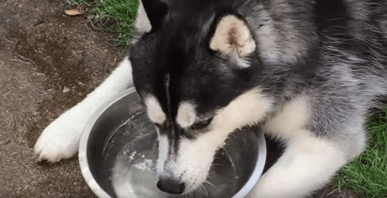 Un husky descubre que puede hacer pompas en el agua y no puede parar
