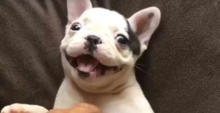 Déjate contagiar de felicidad con la sonrisa del cachorro más dulce de internet