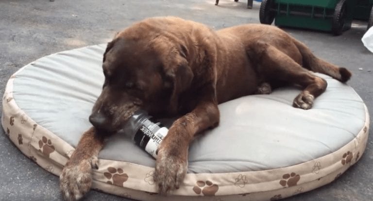 Esta es la mejor forma de mantener a tu perro entretenido durante un buen rato