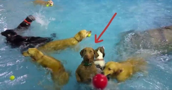 perro raro piscina