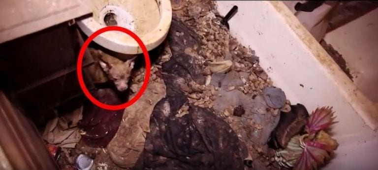 Graban en vídeo el rescate de 32 animales de uno de lo peores criaderos jamás encontrados