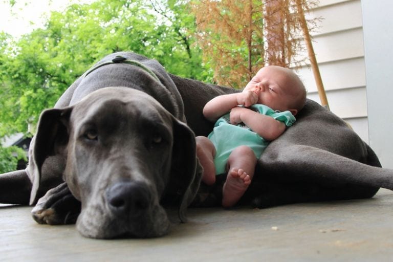 17 razones por las que nadie debería tener un perro grande como mascota