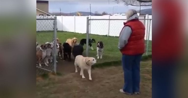 Te va a encantar esta increíble lección de educación canina, ¡con sorpresa y risas incluidas!