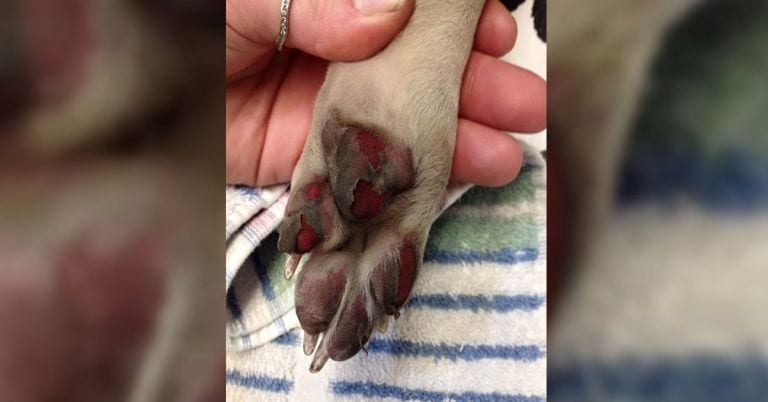 El verano puede causar daños graves en las patas de tu mascota, te enseñamos a evitarlo