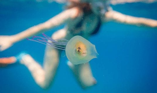 pez medusa1