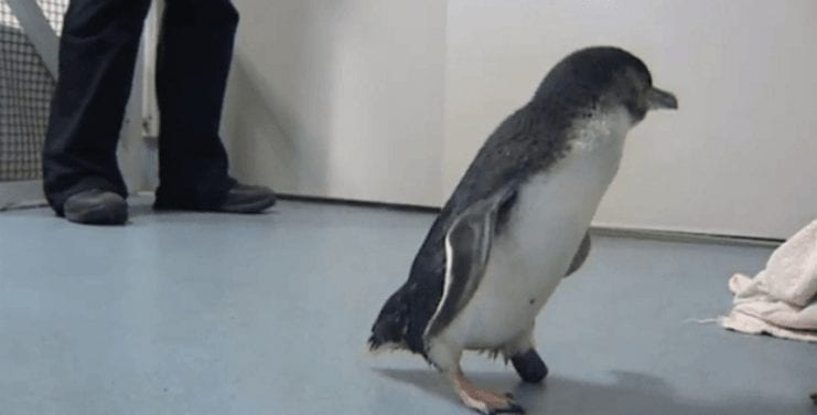 pinguino protesis1