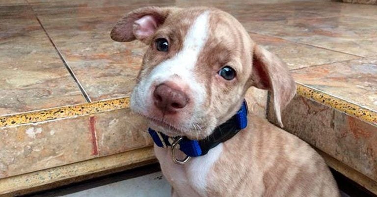 Descubre cuál es la última ciudad en prohibir los pit bulls, la medida más absurda jamás tomada