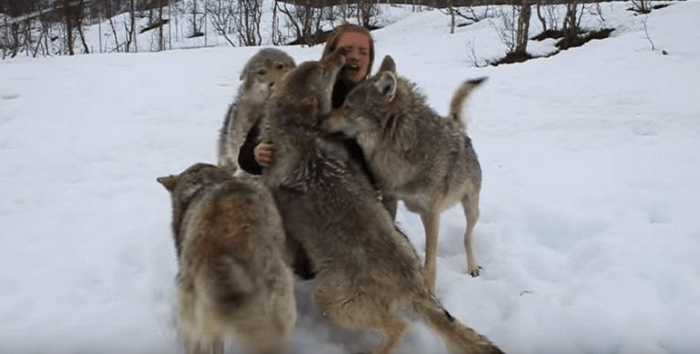Se acerca a un grupo de lobos y se abalanzan sobre ella de la forma más cariñosa
