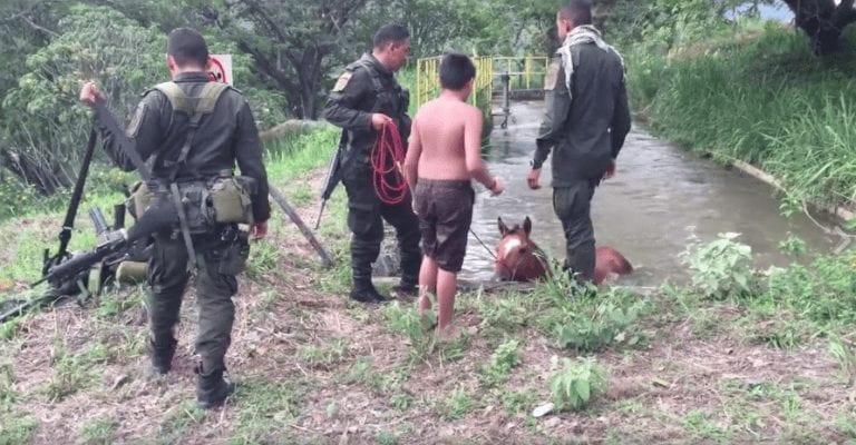 Un caballo cae al agua y no pueden sacarlo hasta que un joven tiene una idea genial