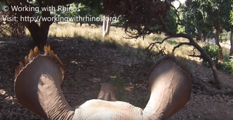 Ponte en la piel de un cachorro de rinoceronte en este espectacular video