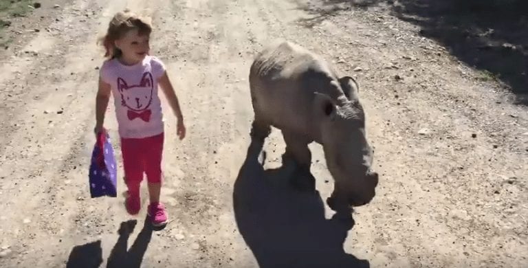 Una niña visita una reserva natural en Kenia y un rinoceronte bebé no se separa de ella