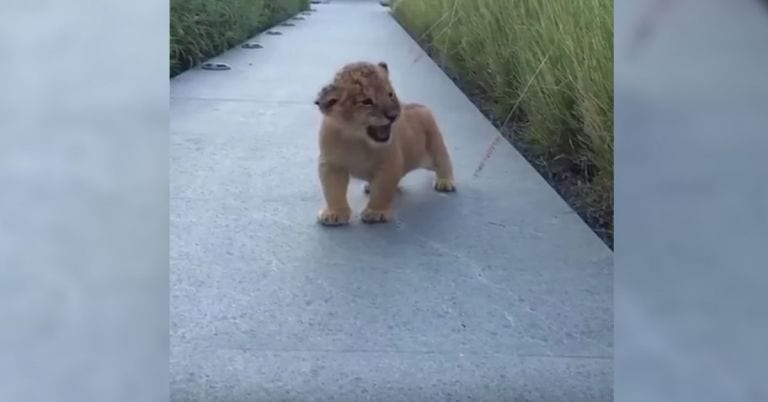 Muere de amor con los rugidos de esta adorable fiera, ¡te va a encantar!