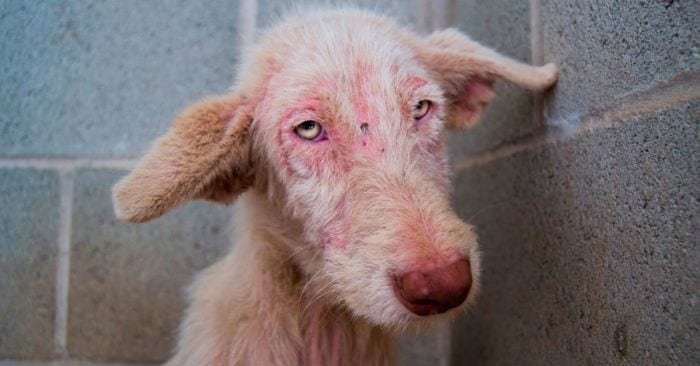 tierra raiz ciudad real