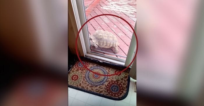 tortuga abriendo puerta
