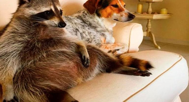 Encontró un bebé mapache en su patio y ahora cree que es un perro más