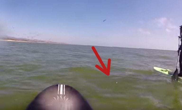 Hacían paddle surf y conocieron a una ballena