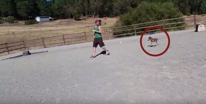 caballo mini destacada