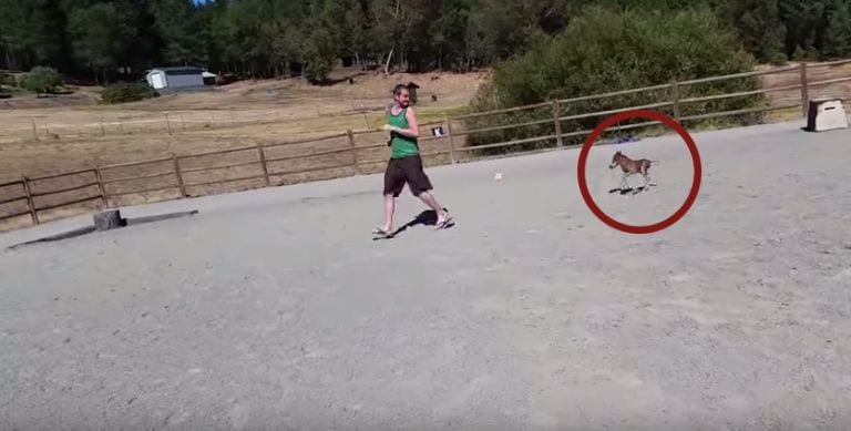 El caballo más pequeño del mundo es el amigo más grande que puedes tener
