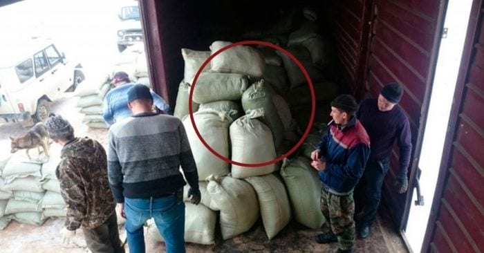 contrabando osos dest