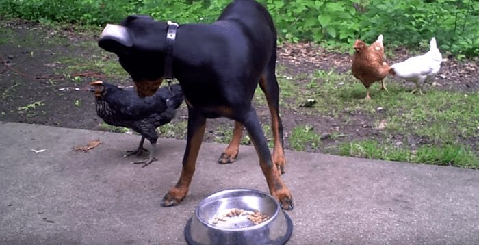 doberman gallina2