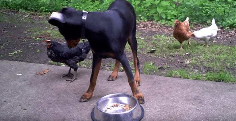 Una gallina intenta robarle la comida a un doberman, ¿qué crees que pasará?
