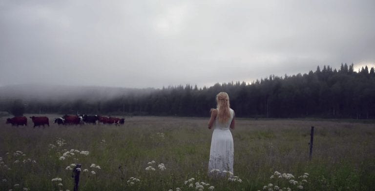 Empieza a cantar en el campo y reúne a un grupo de vacas como público