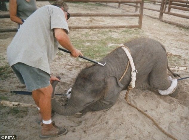 entrenamiento elefantes1