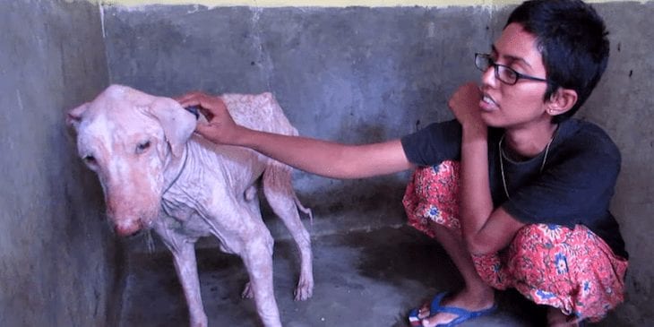 Encuentran un perro justo antes de que pierda la vida, mira su recuperación