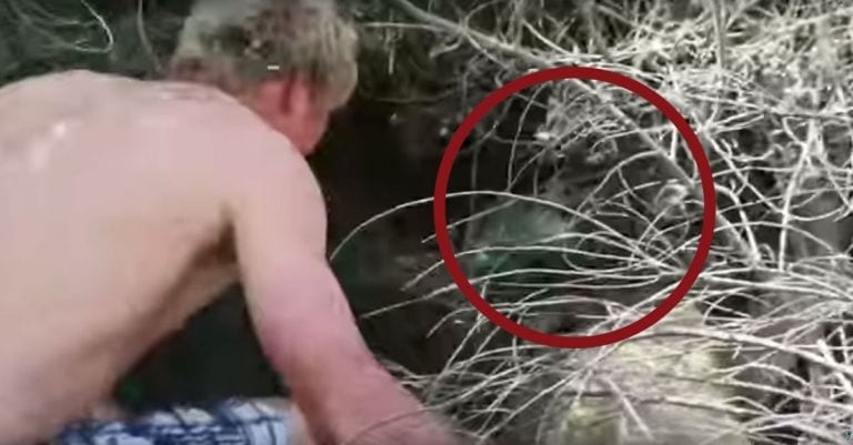 Unos bañistas encuentran a un bebé foca entre los arbustos de la playa