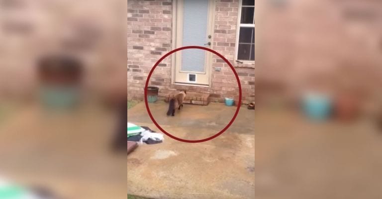 Un hombre coloca una gatera y su mascota se lo agradece de una forma inesperada